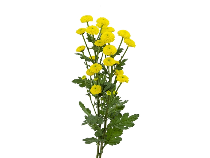 <h4>CRISANTEMO SANTINI FERRY SUNNY 080 CM</h4>