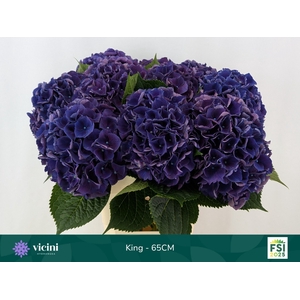 HYDR M ROYAL KING