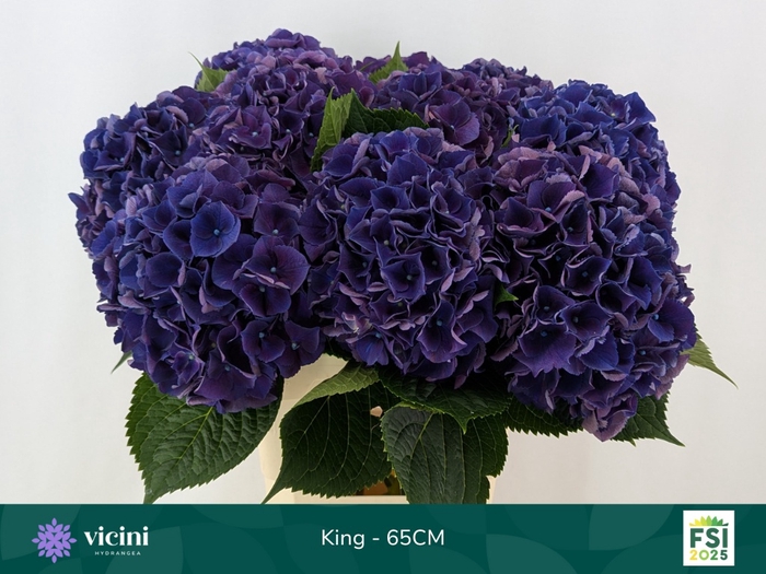 <h4>HYDR M ROYAL KING</h4>