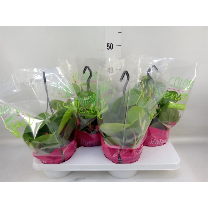 <h4>Philodendron scand.</h4>