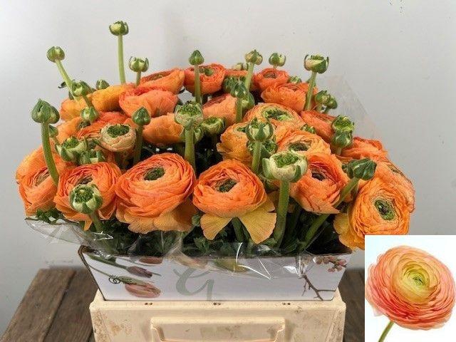 <h4>RANUNCULUS OV</h4>