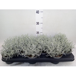 Leucophyta brownii