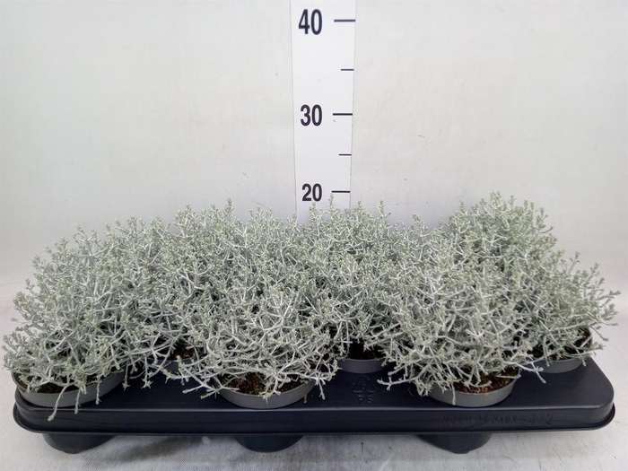 <h4>Leucophyta brownii</h4>