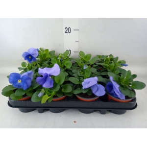 Viola wr. 'Flair Light Blue'