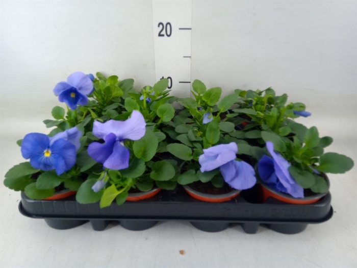 <h4>Viola wr. 'Flair Light Blue'</h4>