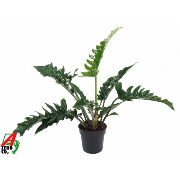 <h4>Philodendron 'Narrow Escape'</h4>