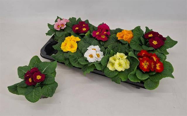 <h4>PRIMULA ACAULIS PARADISO MIX</h4>