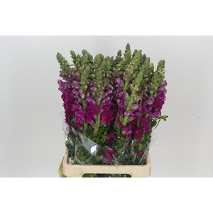 Antirrhinum Potomac Purple