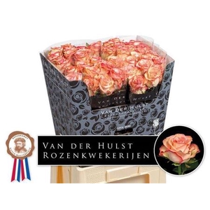 Rosa grootbloemig Aprikola