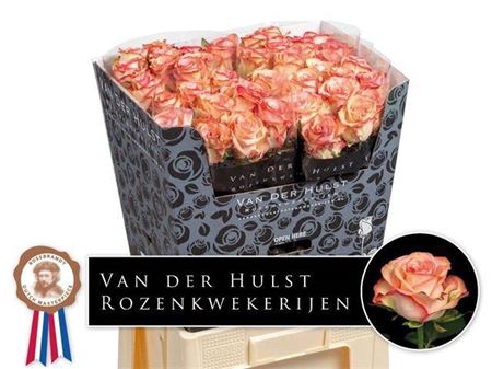 <h4>Rosa grootbloemig Aprikola</h4>