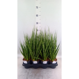 Sansevieria cyl.  ...
