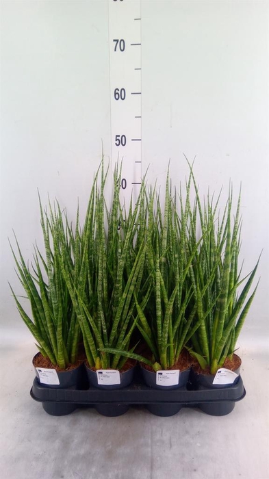 <h4>Sansevieria cyl. ...</h4>
