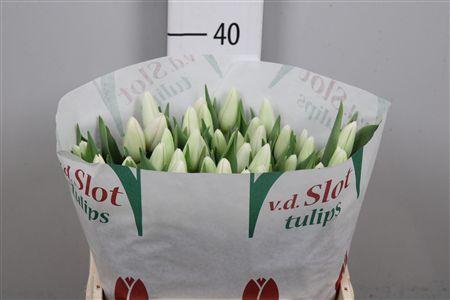 <h4>Tu En Ice Rif</h4>