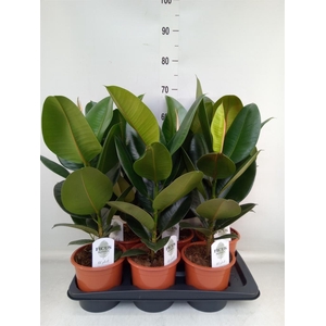 Ficus elastica 'Robusta'