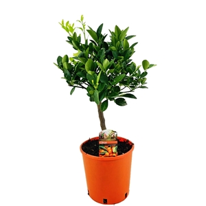 Citrus calamondin