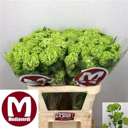 <h4>Viburnum Roseum St 80cm 4+</h4>