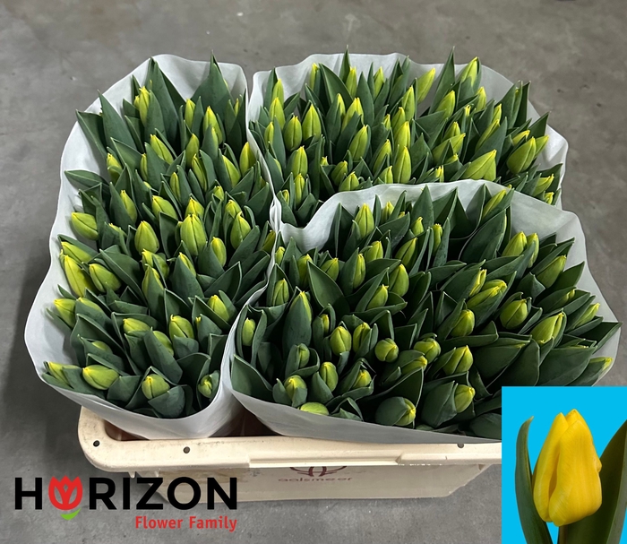 <h4>TU EN YELLOW FLIGHT</h4>