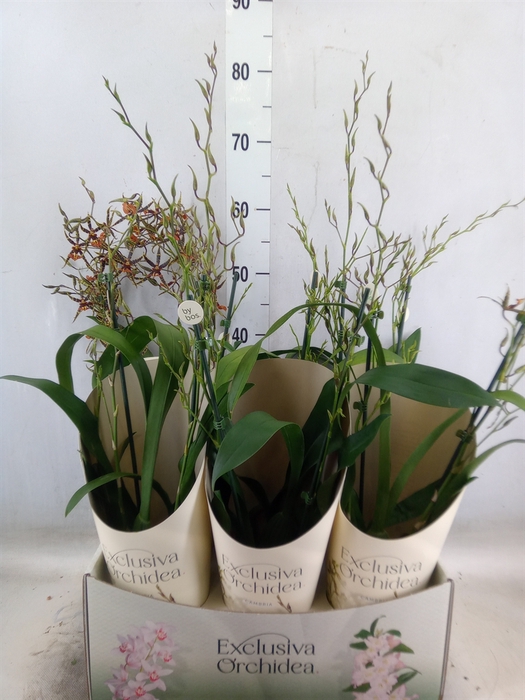 <h4>Oncidium  'Tarantula XL Coral'</h4>