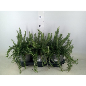 Rosmarinus officinalis 'Prostratus'