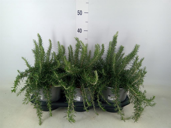 <h4>Rosmarinus officinalis 'Prostratus'</h4>