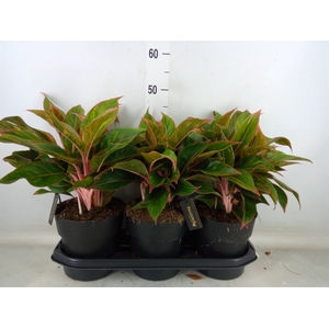 Aglaonema  'Jungle Red'