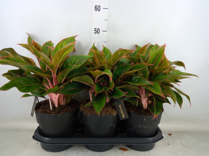<h4>Aglaonema  'Jungle Red'</h4>
