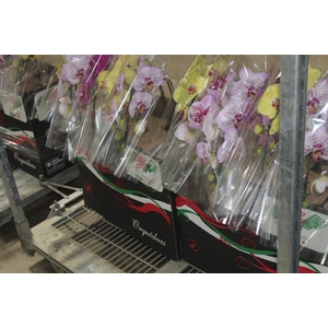 PHALAENOPSIS CASCATA P15 MIN 8 FLS