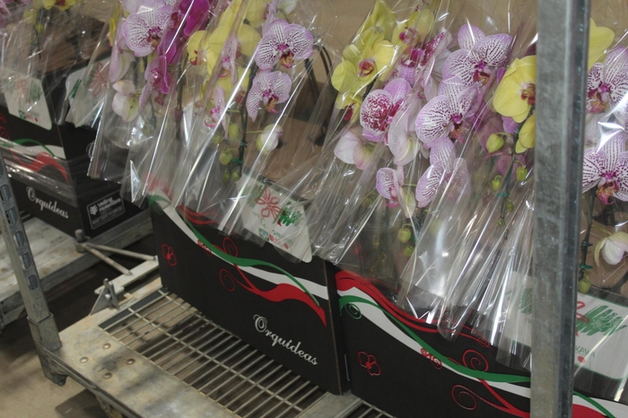 <h4>PHALAENOPSIS CASCATA P15 MIN 8 FLS</h4>