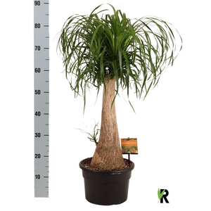 BEAUCARNEA RECUR