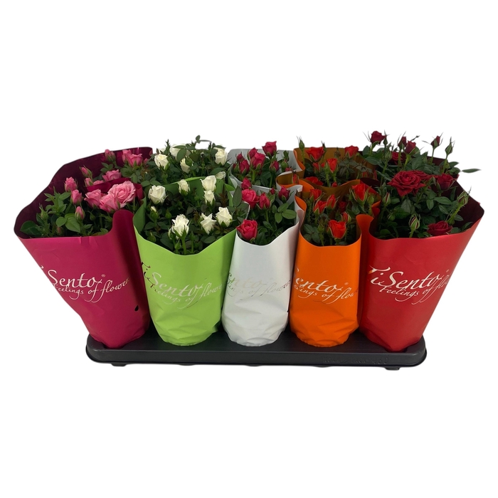 <h4>RO KORDANA GEM</h4>