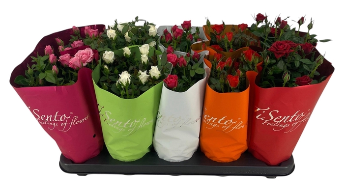 <h4>RO KORDANA GEM</h4>