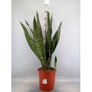 Sansevieria trifa.   ...