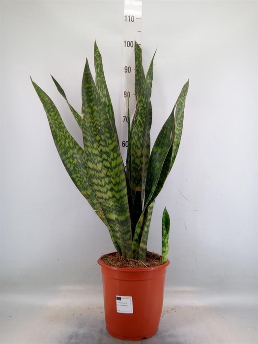 <h4>Sansevieria trifa.   ...</h4>