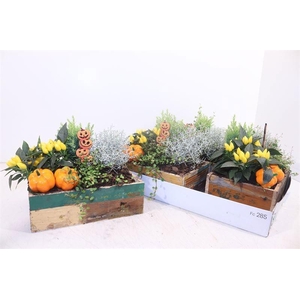ARR TUINPLANTEN