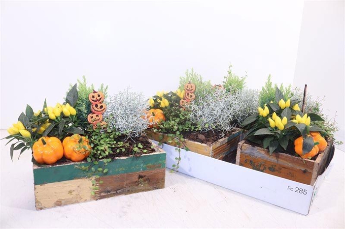 <h4>ARR TUINPLANTEN</h4>