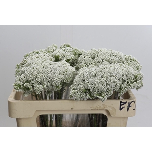 Ozothamnus Booming White