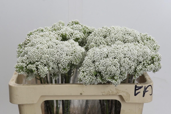 <h4>Ozothamnus Booming White</h4>
