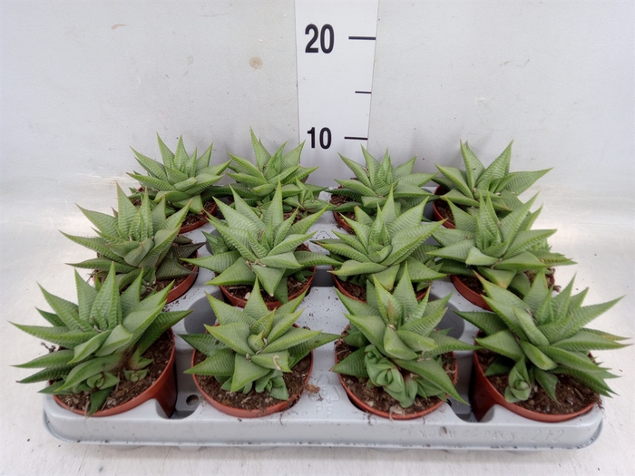 <h4>Haworthia limifolia 'Roux'</h4>