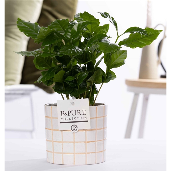 <h4>Coffea Arabica in P&PURE Pure Tirza ceramics</h4>