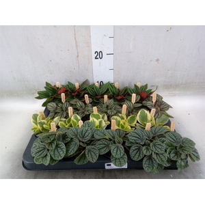 Peperomia   ...mix
