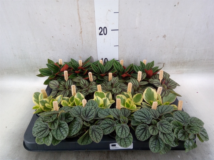 <h4>Peperomia   ...mix</h4>