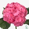 Hydrangea sibilla red