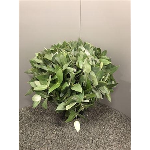 Euc Potlood ( Robusta )