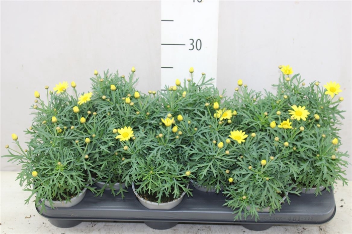 <h4>Argyranthemum Frutesc La Rita Yellow</h4>
