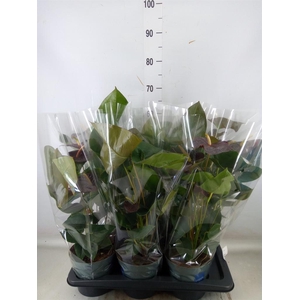 Anthurium  'Black Love'