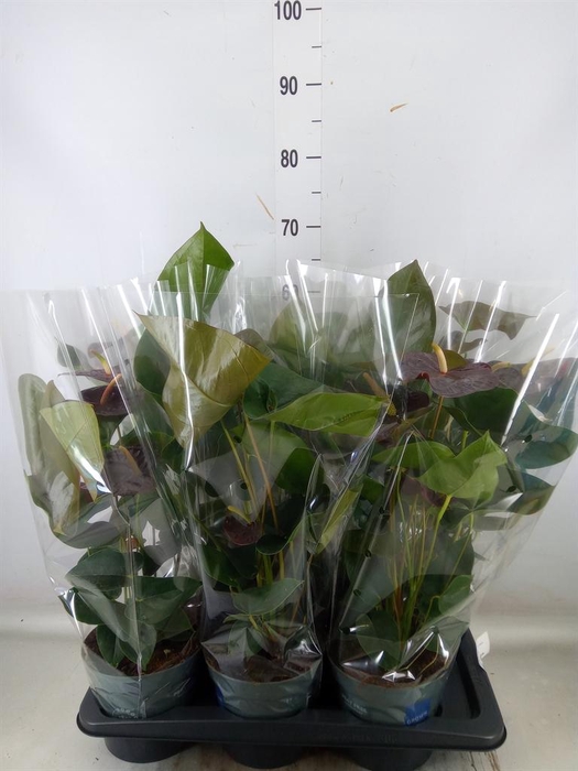 <h4>Anthurium  'Black Love'</h4>