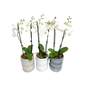 Arr.  Phalaenopsis MT 18+   H%