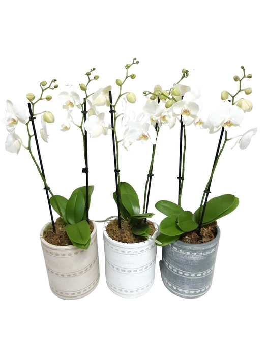 <h4>Arr.  Phalaenopsis MT 18+   H%</h4>