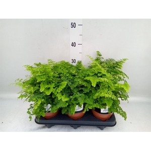 Adiantum raddi. 'Fritz-Luthi'