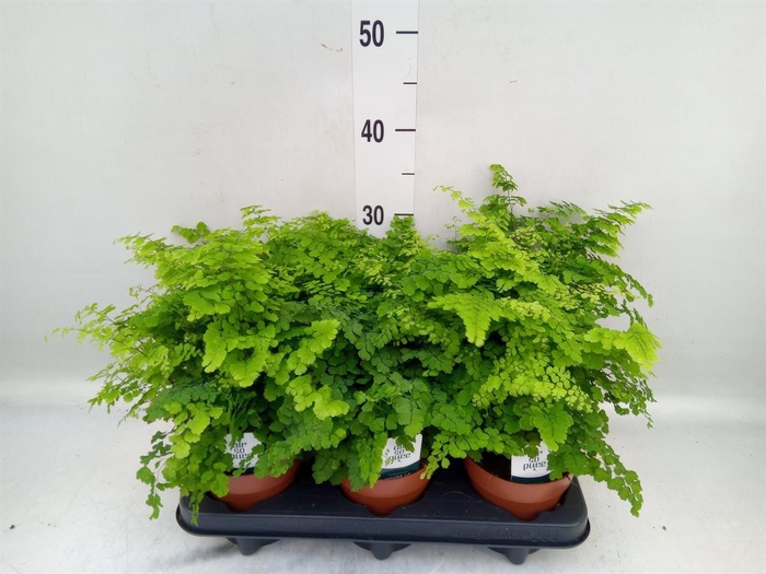 <h4>Adiantum raddi. 'Fritz-Luthi'</h4>